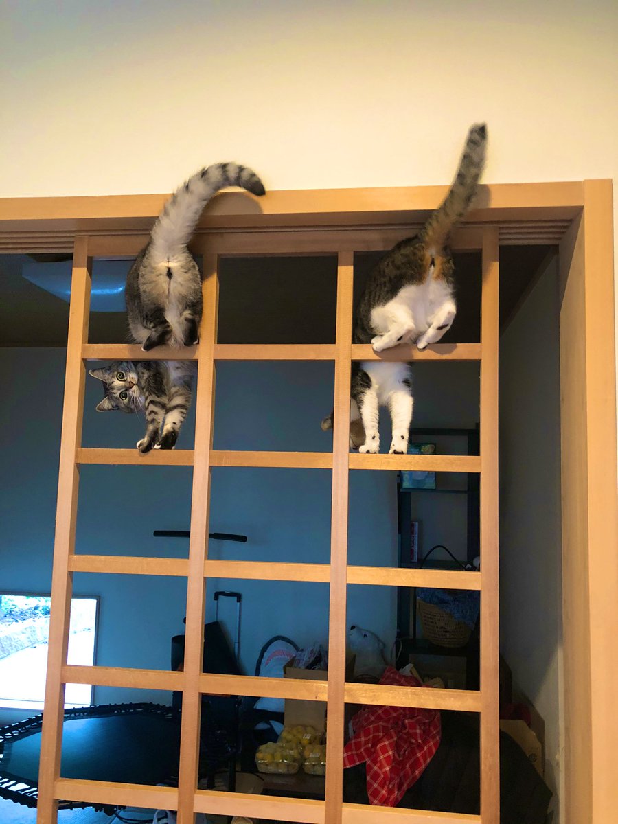 障子を張り替えるつもりだったのに和風ジャングルジムをいたく気に入ってしまったお猫様 先延ばしにした 2ページ目 Togetter