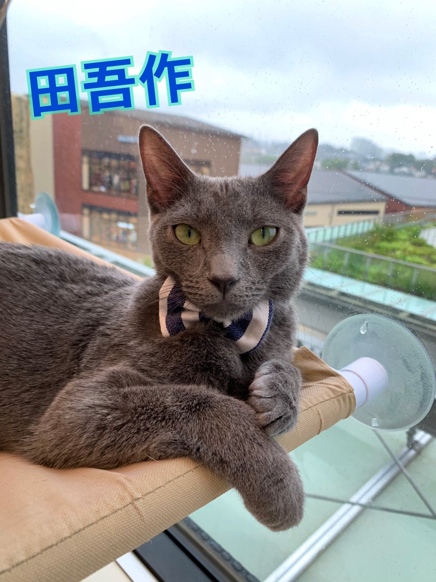 Moff Animal Cafe グランベリーパーク店 本日19日は 田吾作 サニー 1才のお誕生日 人に構ってもらうのが大好きなやんちゃな男の子です パッと見はそっくりですが よく見ると体格や顔つきが少し違うんです Moffanimalcafe モフアニマルカフェ