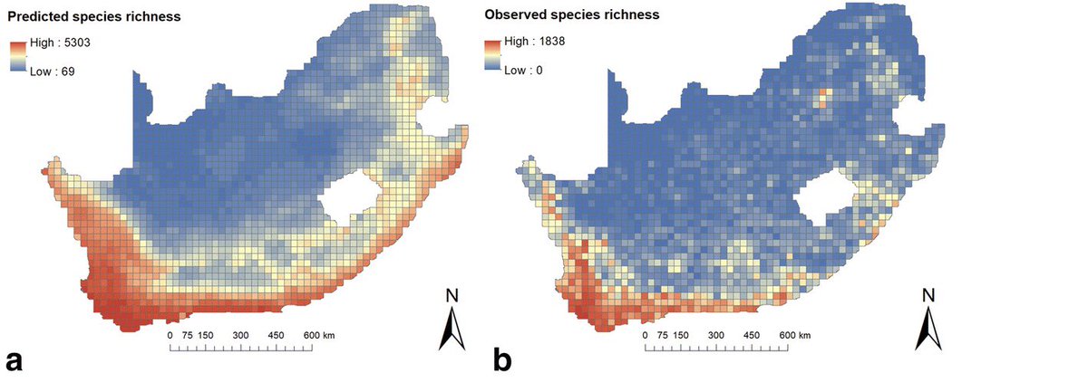 Is there a correlation between the observed and projected endemic richness in SA? Are the any sampling gaps? In our latest publication, Hoveka et al, 2020 explores the shortfalls in our knowledge of the distribution of endemic plants in the country.

link.springer.com/article/10.100…