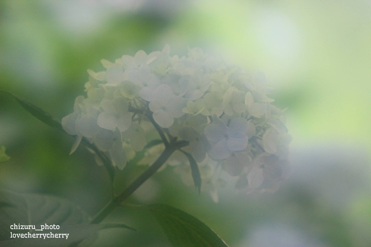 aoiumi_sora_'s tweet photo. .
JUNE BRIDE

♢千鶴

#hydrangea 
#rainseason 
#junebride
#lovecherrycherry

https://t.co/hHVzHpvwYx https://t.co/dgRBY9Br8x