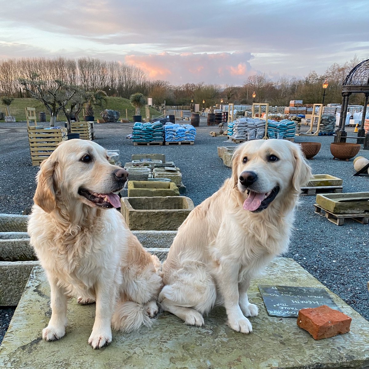southplanks's tweet photo. Happy Friday everyone from Max &amp; Poppy! They have missed people watching from the office and daily staff cuddles.

We are still only open for online collections and appointments but we are slowly getting ready and putting the right regulations in place. 

Hopefully see you soon👋 https://t.co/pW4jeEtZGu