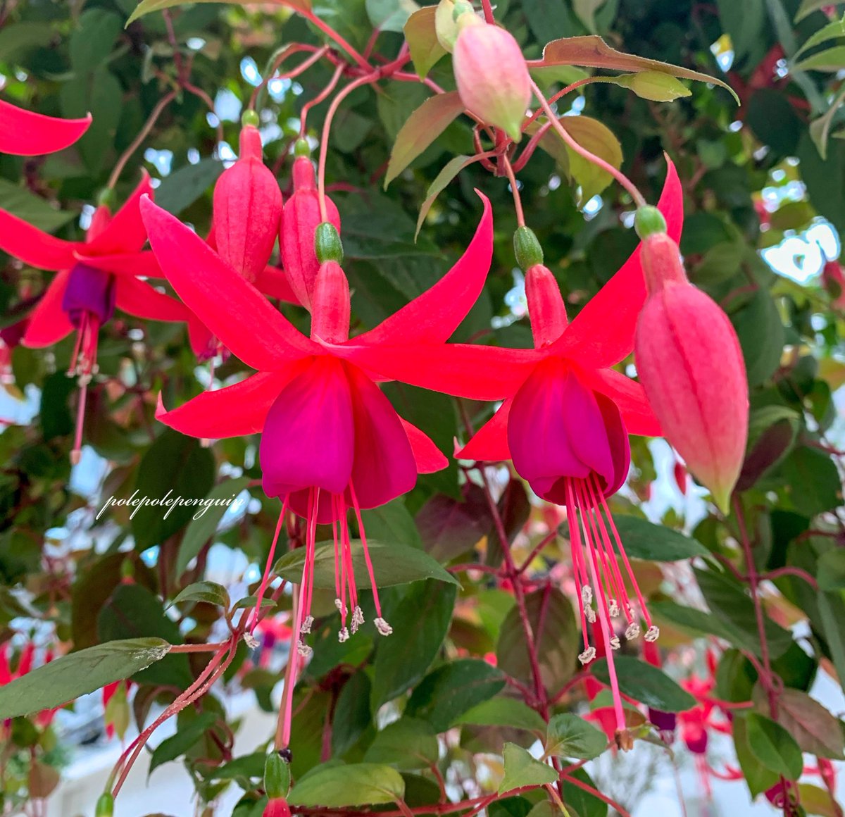 Fuchsia Lang Ja Twitter Search