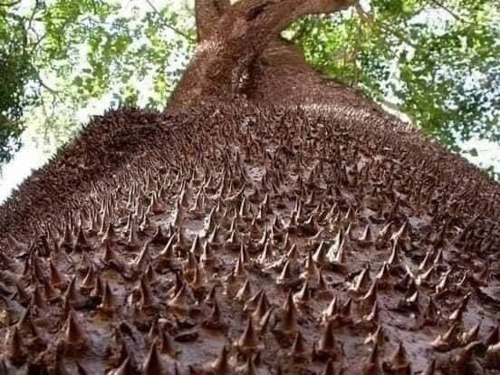 Azmann On Twitter Inilah Rupanya Pohon Sa Adan Yang Digambarkan Sebagai Titian Sirat Di Dalam Hadis Baru Pertama Kali Tahu Gambar Pohon Sa Dan Dengan Gemetar Dan Penuh Ketakutan Setiap Kali Membayangkannya Pohon Sa Dan