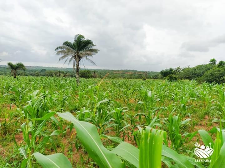 letsfarm_co's tweet photo. Maize is coming!

100 Acres!

So excited!
#changinglives 
#agricislife 
#foodsecurity 
#letsfarmmaize 
#COVID19 
#Ajimobi https://t.co/zkTFh70BMg