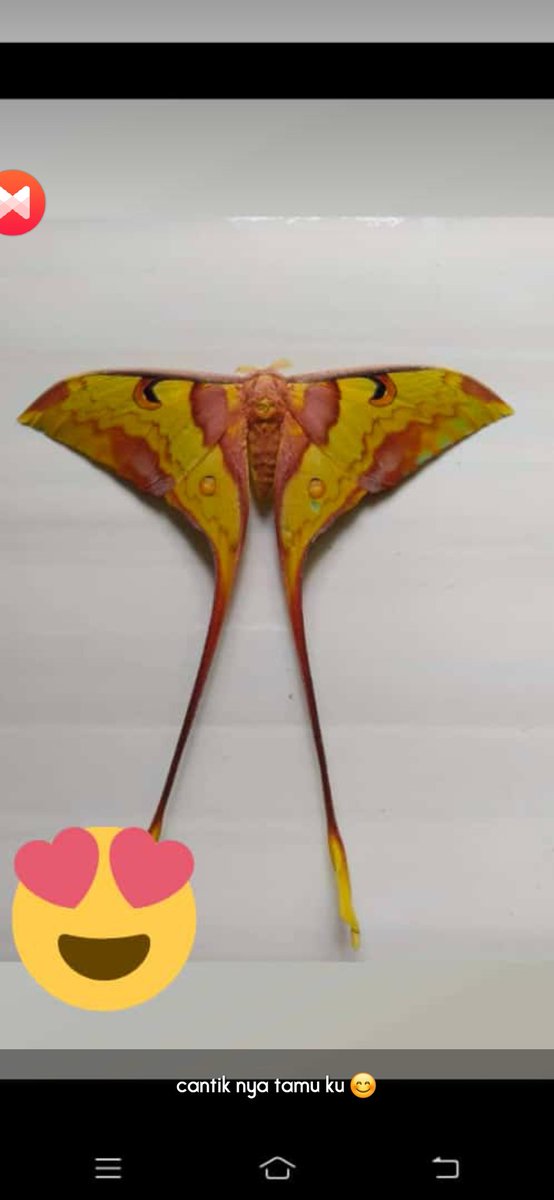 Pertama kali liat kupu-kupu kayak gini, cantik banget