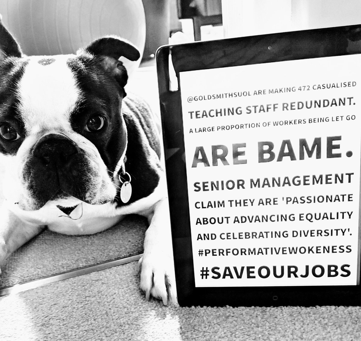 Alex Laffer (@exlaffer) on Twitter photo Bruno's not happy about it and neither should you be #saveourjobs <a href="/GoldsmithsUoL/">Goldsmiths, University of London</a> <a href="/FCorner/">Frances Corner</a> Bruno's not happy about it and neither should you be #saveourjobs <a href="/GoldsmithsUoL/">Goldsmiths, University of London</a> <a href="/FCorner/">Frances Corner</a>