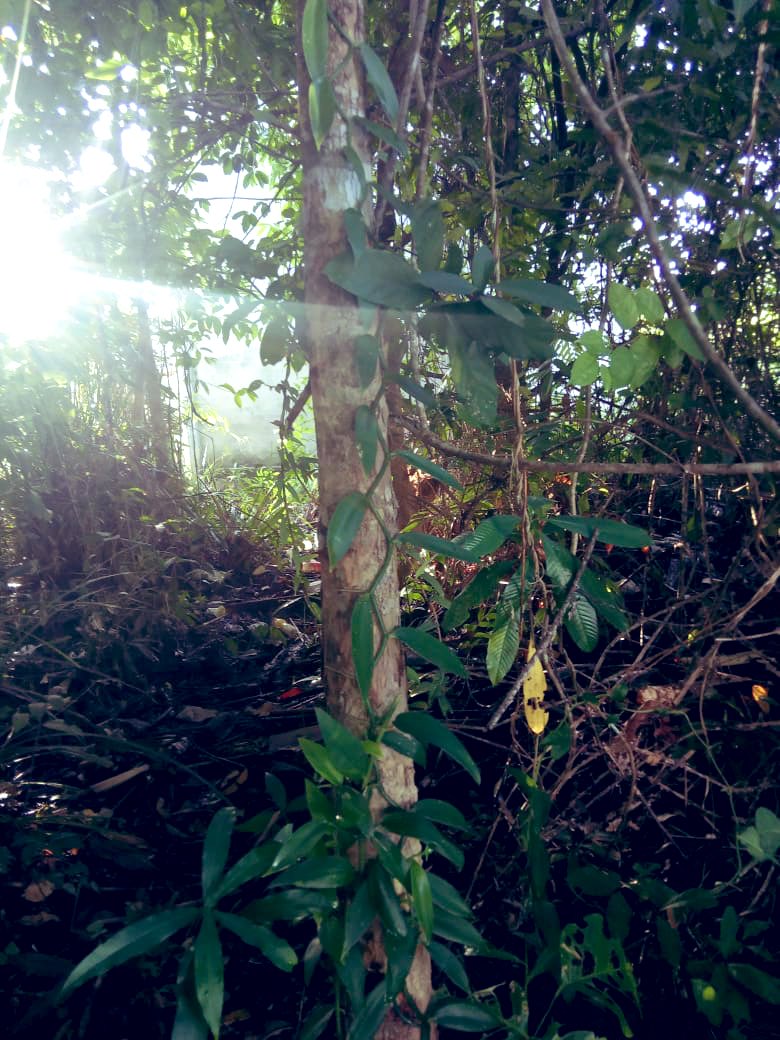 scottnick's tweet photo. When @PolliniumNtfp says our vanilla is wild grown and supports natural forests while reducing emissions from peat soils. It looks like this (not a plantation) #generationrestoration #SDGs #naturebasedsolutions #ClimateChange https://t.co/nSHLKuPLIw