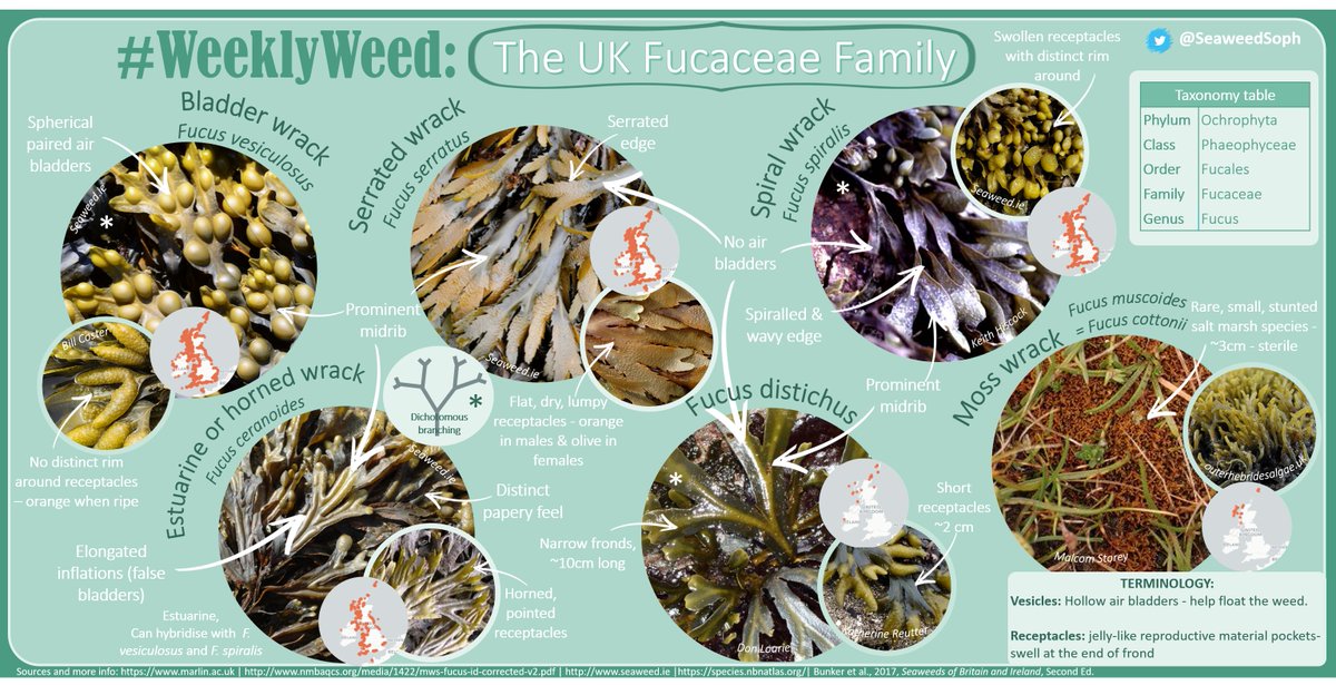 SeaweedSoph's tweet photo. Happy #PhycologyFriday! This #WeeklyWeed's focus is the UK #Fucus Family🌱With 6 species & morphologies adapted to different environments - these are hard to tell apart!
I recommend taking this #seaweed guide on your next #rockpool trip🔍: https://t.co/5POR9mNQY4
@ExeterMarine https://t.co/3Pyaeqpgl9