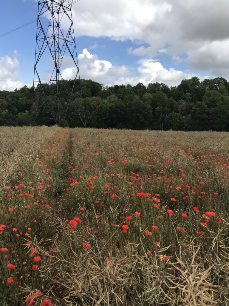OlivierCOSTE2's tweet photo. De retour avant la #moisson2020 #colza,chez #ceuxquifontlesessais #Maligny #Chablis #Yonne.
J’opte:
Pour le semis,de la fin juillet.
Pour de la fertilisation,au semis.
Pour des plantes compagnes.
Pour un hybride robuste.
Pour la protection #altise.
Bye-bye à toi 👋. https://t.co/ANCQBodimi