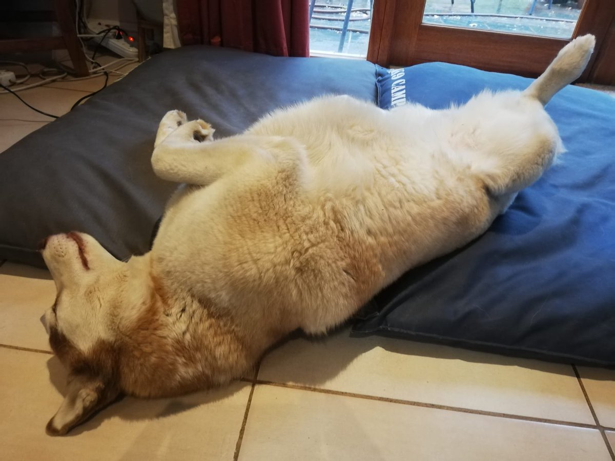 Sleeps like a husky