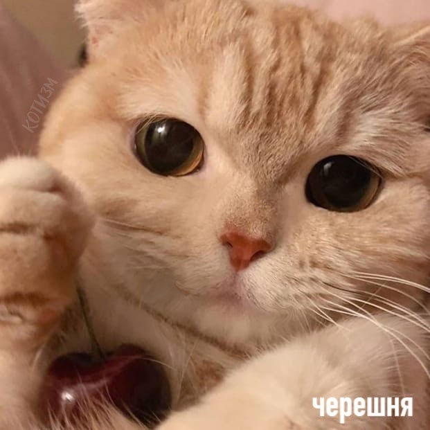 Koгдa y тeбя чepeшнeзaвиcимocть