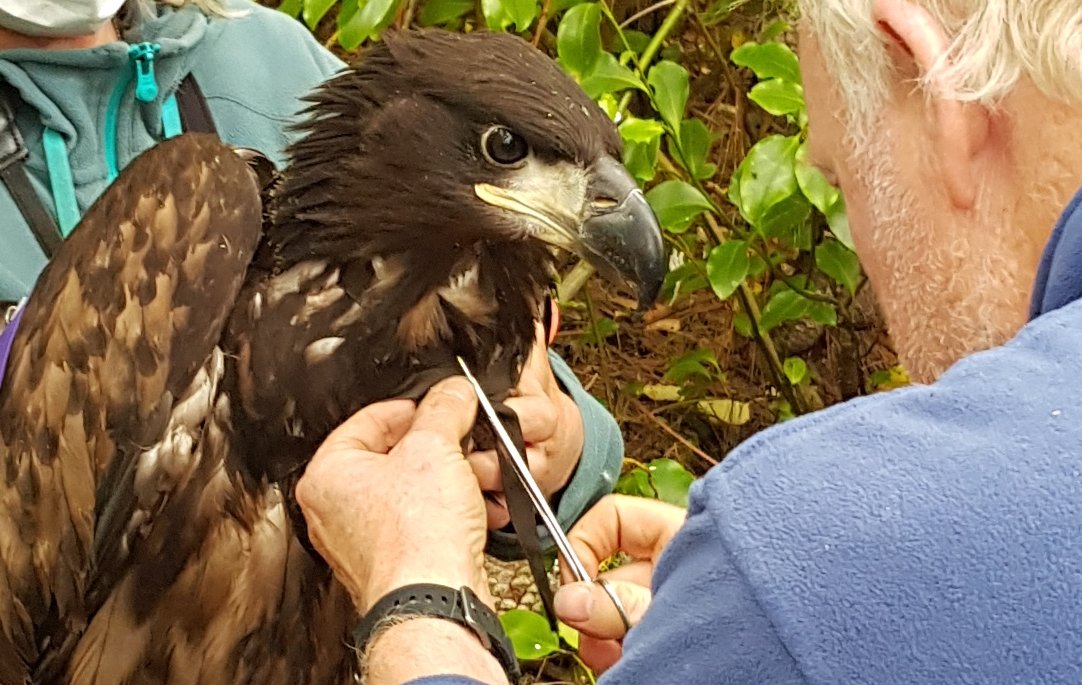 Live And Wild Webcam Mull Eagle Watch