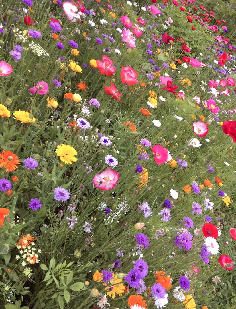 WaltzGarden's tweet photo. The chaos of flowers growing here. Almost makes one dizzy! https://t.co/bm00KYkZCM