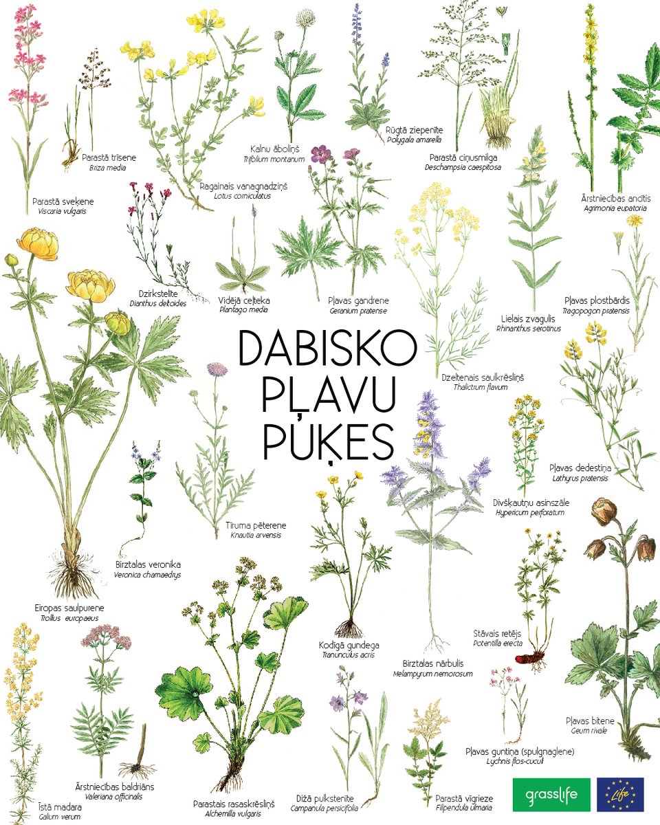 LVDabasFonds's tweet photo. Iepazīsti dabisko pļavu puķes! 🌿🌞

Lai izdodas atrast trejdeviņas Jāņu zāles savam Jāņu vainagam - plūciet saudzīgi, saknes neizraustiet, bet kodīgo gundegu atstājiet pļavā - tā indīga. 

#projektsGrassLIFE #LIFEprogramma https://t.co/25m2z1a3Pm