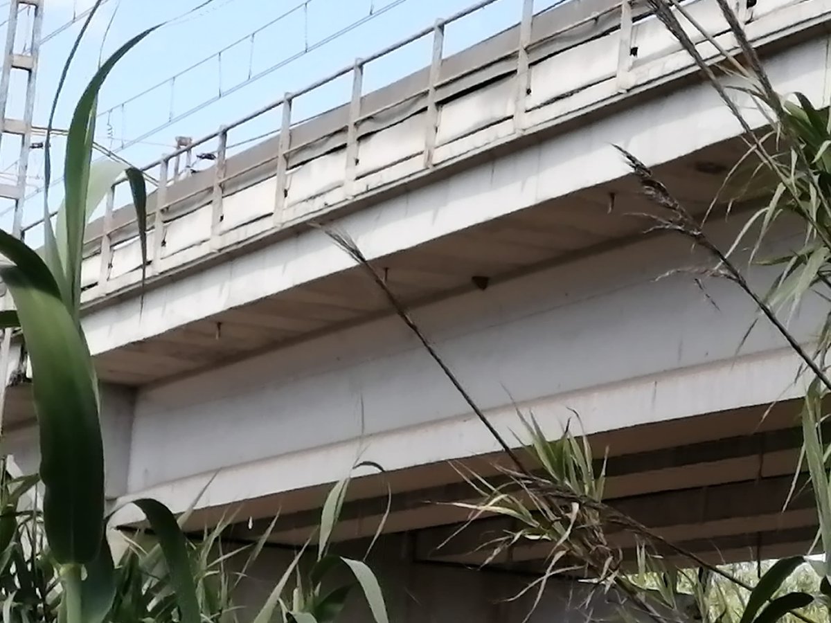 🔴 Noticies fresques! Aquest any; passat el confinament, hem pogut comprovar com una parella d'orenetes cuablanques #delichonurbicum  ha construït el seu niu al pont que travessa el riu Llobregat al seu pas per #santjoandespi <a href="/AjSJDespi/">Ajuntament Sant Joan Despí</a> @despisostenible Amplieu imatge! 😉