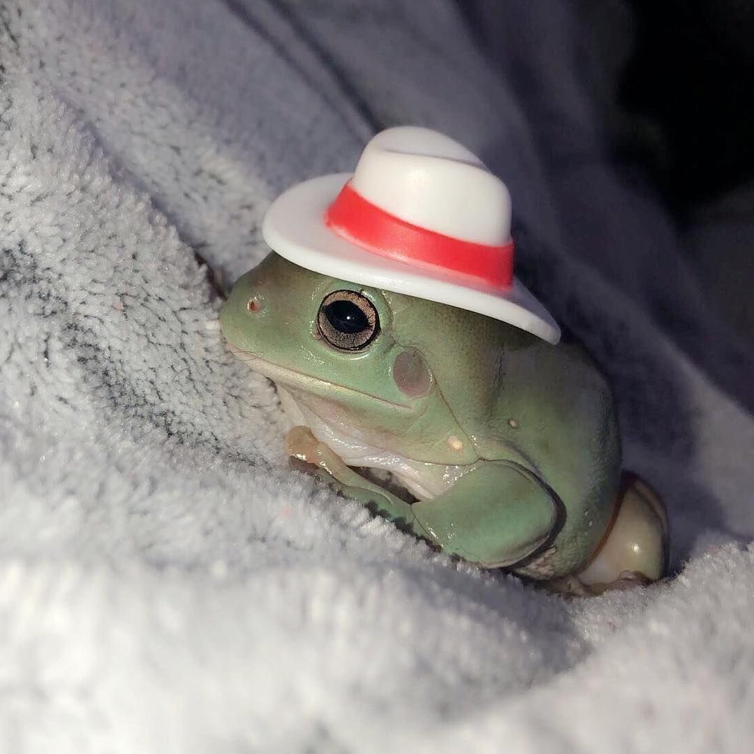 frog going to a rodeo