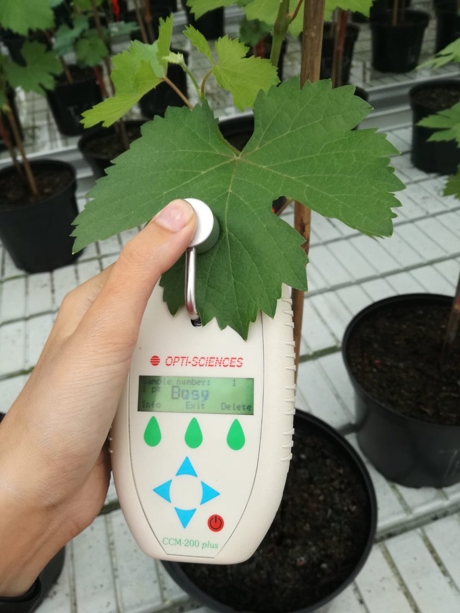 VINIoT1's tweet image. @VINIoT1 VINIoT launch its water stress experiment in AGACAL-EVEGA
#demofarms #IoT #waterstress