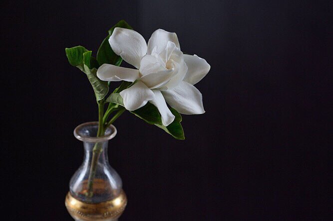 Seraphim 今の季節 クチナシの香りに心惹かれます Ai Monasteriのアロマオイル クチナシ 甘くまろやかな 香り さわやかな ゼラニウム や ミント とブレンドするのもおすすめです T Co Itutntljyg T Co Ecrczxhzvk Twitter