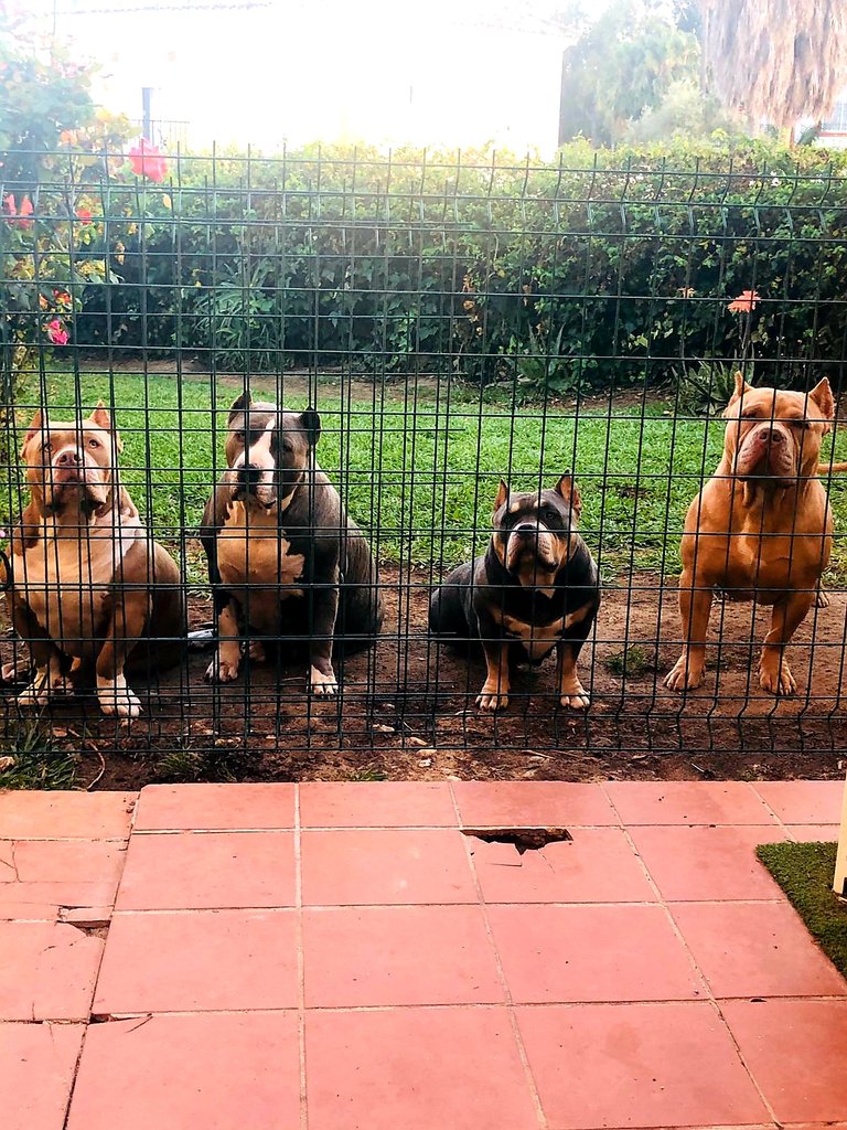 Gang Gang💪💥💪