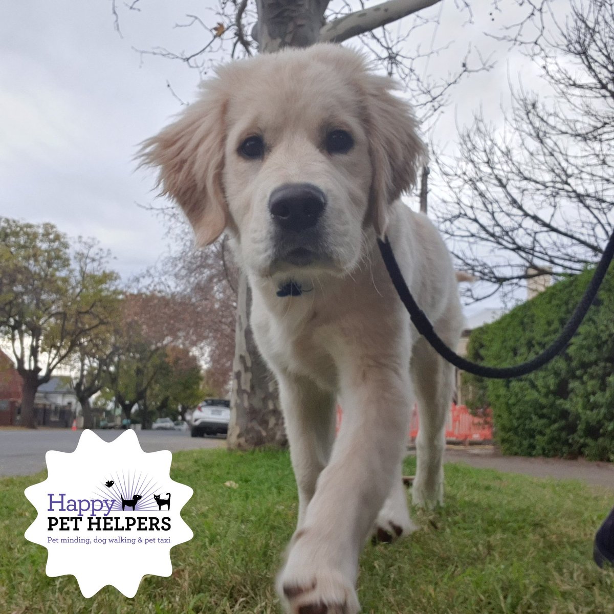 HappyPetHelpers's tweet photo. Fun Friday all round 🐾🐕💓🙌 Very happy puppies.
#dogwalk #dogwalker #dogsonadventures #HappyPetHelpers #smallbusiness #smallbusinessAdelaide #dog #dogsa #dogsofadelaode #puppy #dog https://t.co/4G3KFsnsIV