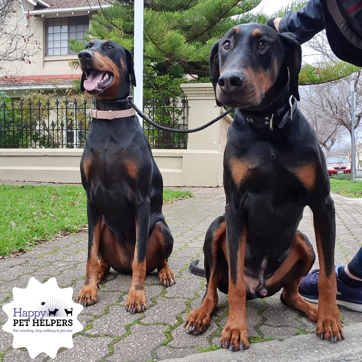 HappyPetHelpers's tweet photo. Fun Friday all round 🐾🐕💓🙌 Very happy puppies.
#dogwalk #dogwalker #dogsonadventures #HappyPetHelpers #smallbusiness #smallbusinessAdelaide #dog #dogsa #dogsofadelaode #puppy #dog https://t.co/4G3KFsnsIV