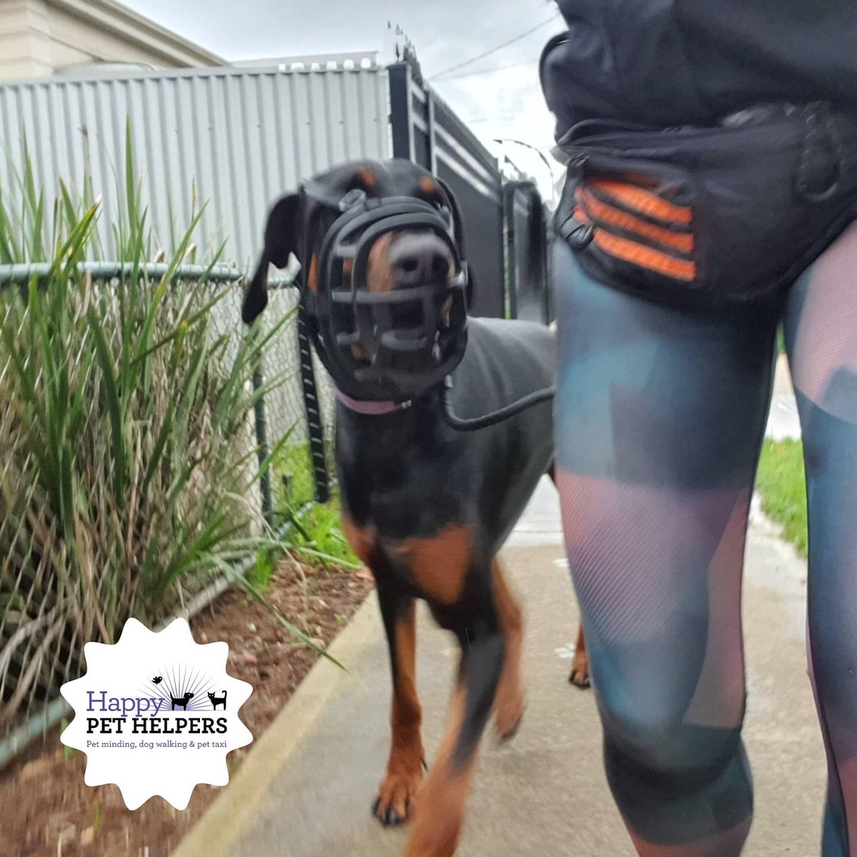 HappyPetHelpers's tweet photo. Fun Friday all round 🐾🐕💓🙌 Very happy puppies.
#dogwalk #dogwalker #dogsonadventures #HappyPetHelpers #smallbusiness #smallbusinessAdelaide #dog #dogsa #dogsofadelaode #puppy #dog https://t.co/4G3KFsnsIV