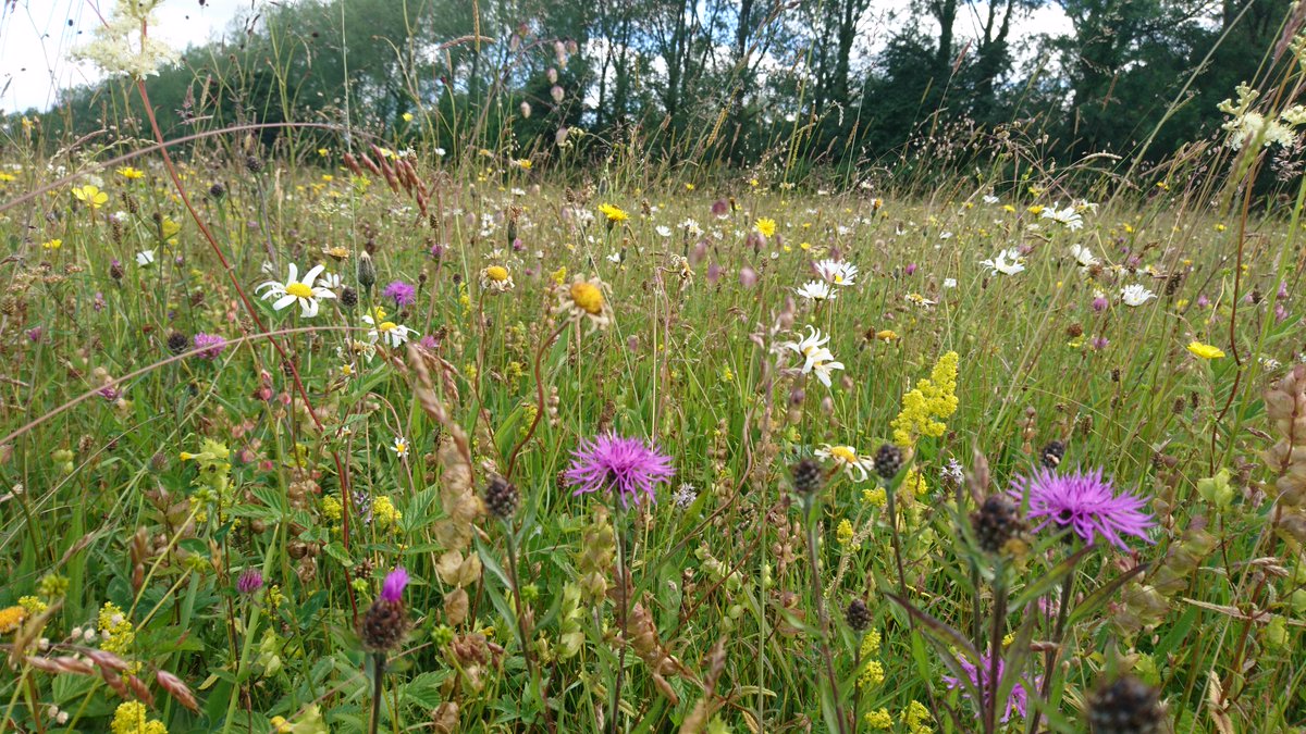 RIerdogan's tweet photo. Please ask your council to join the pesticide free movement https://t.co/jtTdRvOqJU and RT to show your support for @PFreeStirling and like minded people #FridayFollow #FF https://t.co/Wz4qCwJPLJ