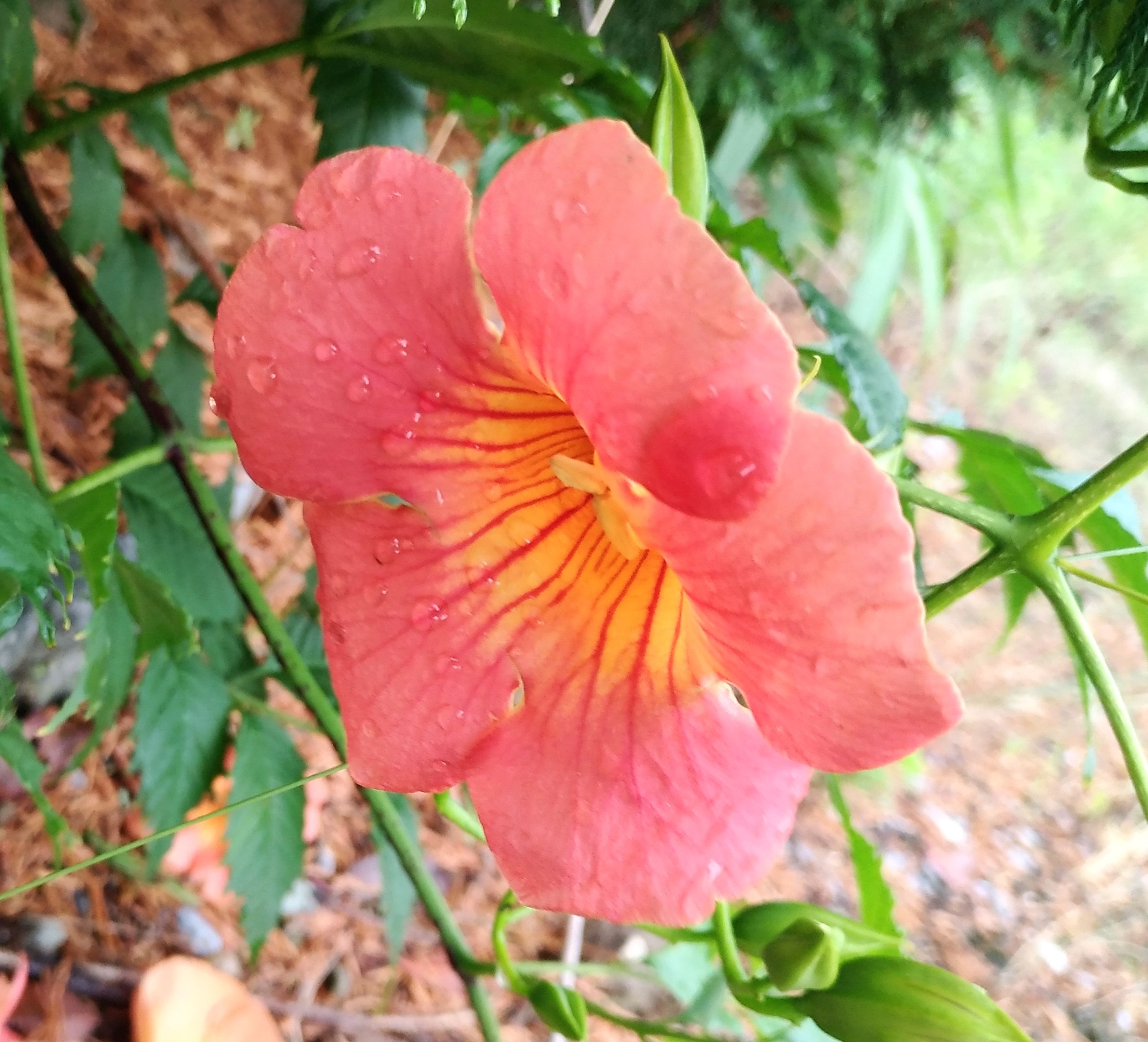 こころんグリーン 近所の空き地にノウゼンカズラの花が咲いていました 薄い赤の花が たくさん開いていました つるの先に 大きな花が 並んで咲いていました ノウゼンカズラ 薄い赤 つる 園芸品種 初夏の花 初夏 園芸 ガーデニング 熊本市南区