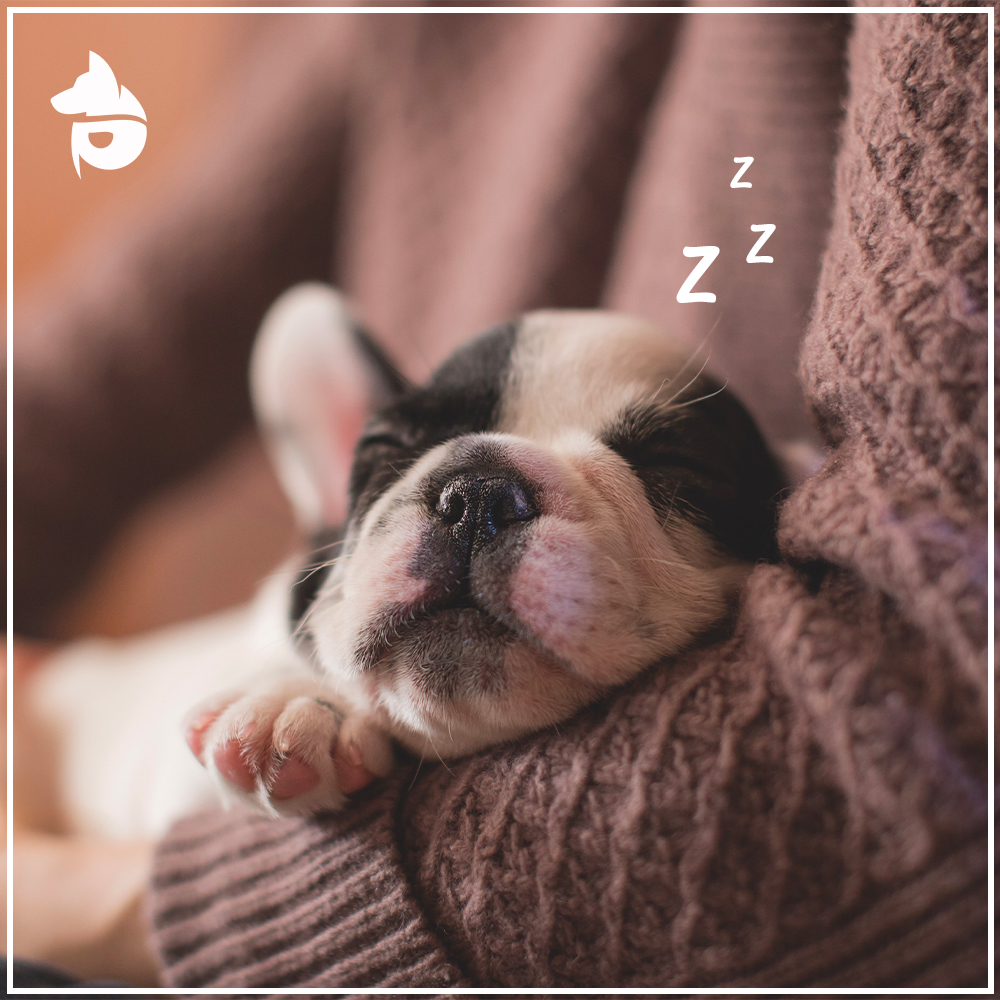 pettmapp's tweet photo. TRUTH TIME: Who's sleeping more nowadays - you or your dog? 💤

#PetTM #PetsareFamily #petsupplies #pets #petshop #dogs #pet #feeddog #dogsofinstagram #petstore #petsofinstagram #feedcats #dogfood #doglover #petgrooming #dogstagram #petaccessories https://t.co/E9JWDK9DGj