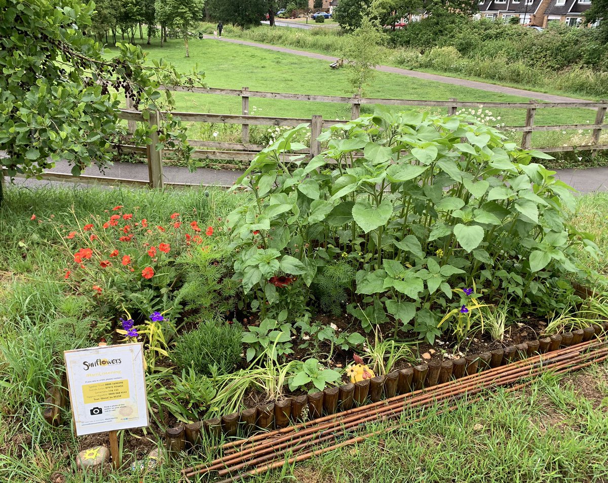GlosSunflowers's tweet photo. The memory garden appears to have loved the rain and has grown a lot this week ❤️ but the snails appear to have had a feast on some of the small plants we put in. The swans and signets on the canal were also enjoying the rain. 🌻🌻❤️❤️ #stayinthesun #memorygarden https://t.co/FKZ2mk46Jh