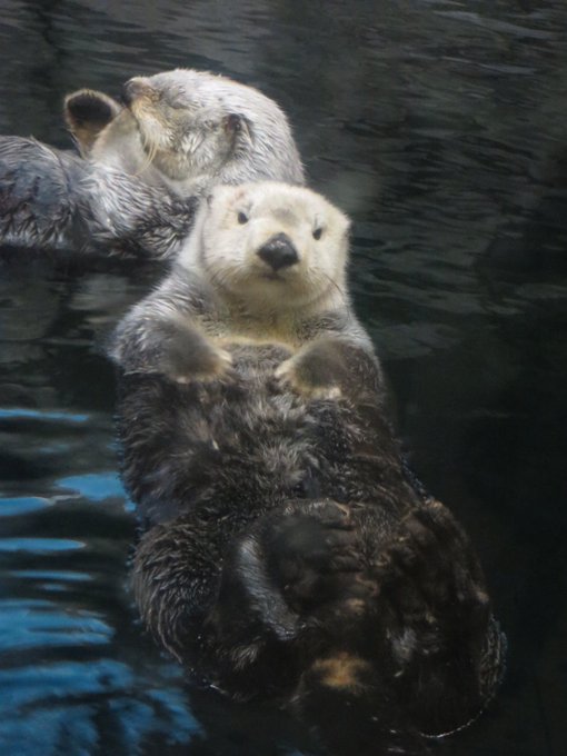 ラッコのtwitterイラスト検索結果 古い順