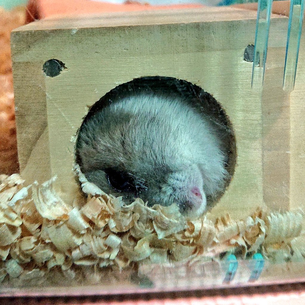 くうちゃん Kuu 寝顔 目 開けて寝てます ハムスター ジャンガリアンハムスター かわいい