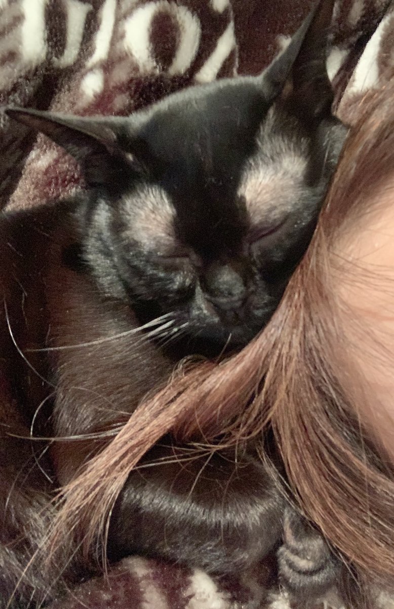 LION_BOMBAY's tweet photo. 色々からまって痛いけど可愛いか
ら我慢😇
#黒猫 #猫好きさんと繋がりたい https://t.co/Q1rcYr4JEr