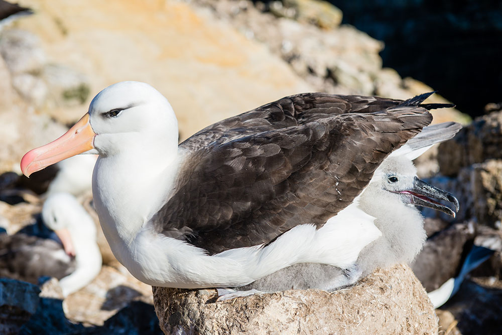 世界アルバトロスデー