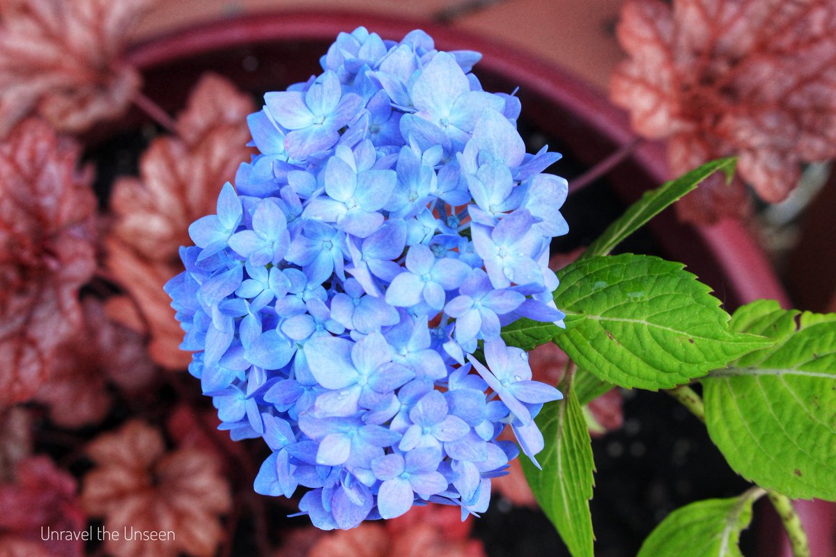 French Hydrangea 😍

Summer colors

<a href="/CanonUSAimaging/">Canon USA Corp.</a> #Canon700d #canonphotography #CanonFavPic #summer #colors #flowers