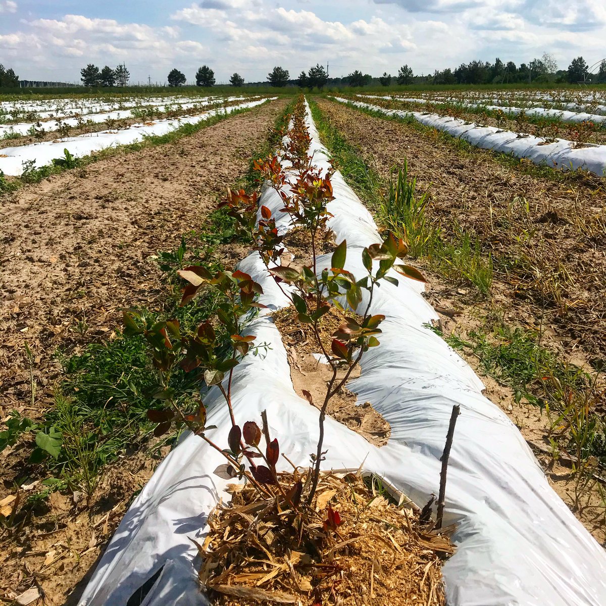 uaig_ua's tweet photo. Two year old blueberry plants 🌱

#blackberry #blueberry #raspberry #strawberry #strawberries #plants #harvesting #advancedtechniques #blackberryfields #agriculture #agricultureproduction #farming #agricultureprocessing #foodmanufacturing #foodprocessing #foodinduatry https://t.co/9NaBZzAGId