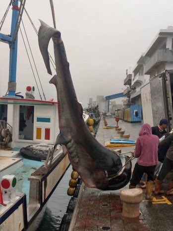 east_taiwan's tweet photo. Taiwan is responsible for almost 2/3s of 🌎 megamouth shark catchings.

And this week, 6 sharks were caught in 4 days off Taiwan's eastern coast.

We demand Taiwan's authorities urgently introduce a ban on megamouth catchings—before it's too late.

📷 Coast Guard Administration https://t.co/zgoPtRoyNx