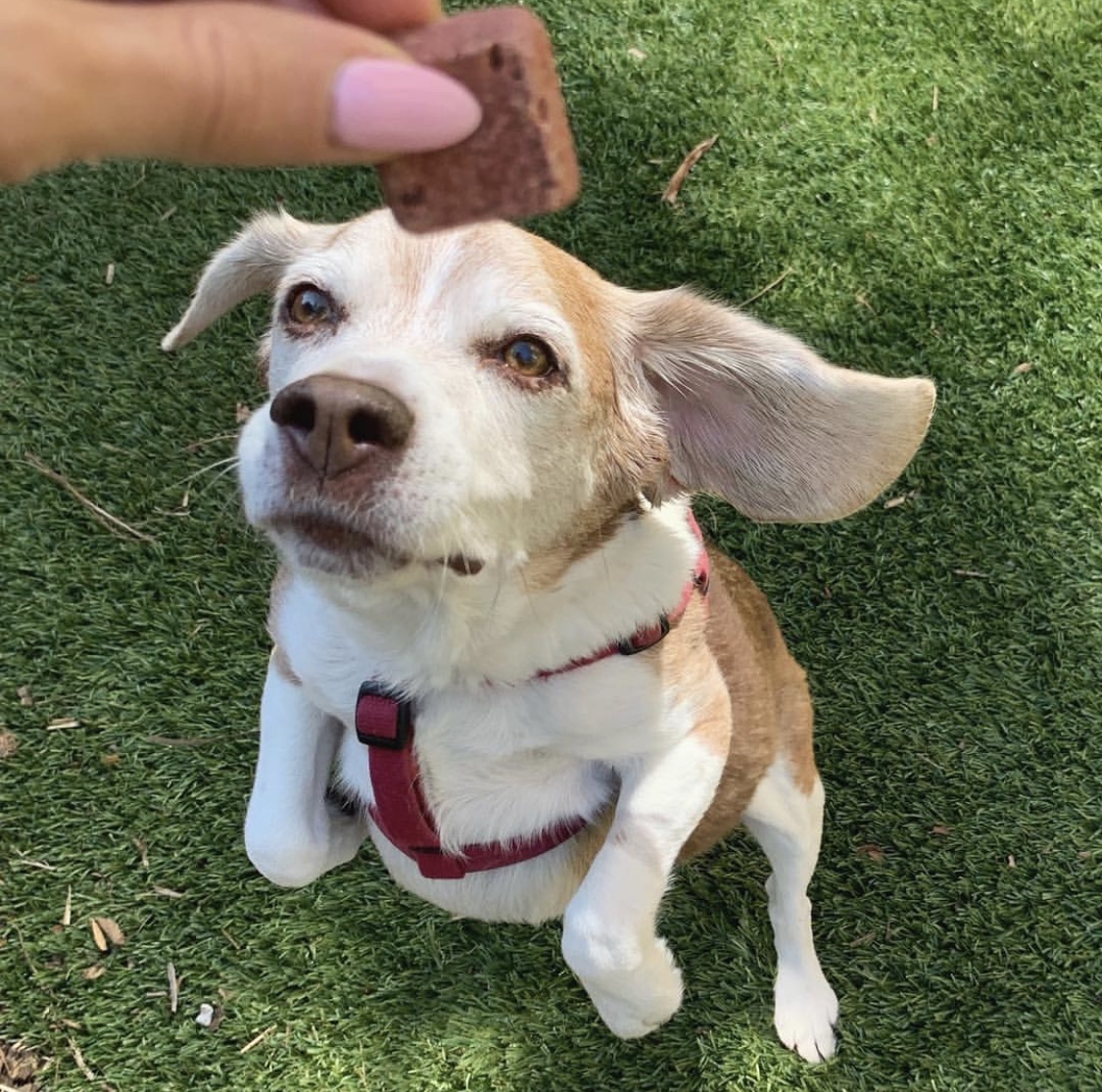 wildearthpets's tweet photo. 😫 Curse these stubby beagle legs! 🐾💙Kirby
.
📸:@stasyaknight
.
.
#beagle #wildearth #beaglelife #beaglelove #beaglemix #beagles #wildearthpets #beaglestyle #beaglesmile #beaglebaby #beagleclub #beagle_features #beaglecute https://t.co/BEMw8BXlSf
