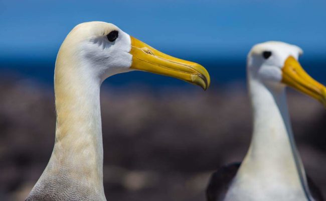 Hoy conmemoramos el primer #DiaMundialDeLosAlbatros, hermosas aves que hoy batallan por seguir existiendo. Los albatros de Galápagos son la única especie que habita los trópicos, alcanza 2,5m de envergadura y está en peligro crítico de extinción (CR)

Más: galapagosconservation.org.uk/wildlife/waved…