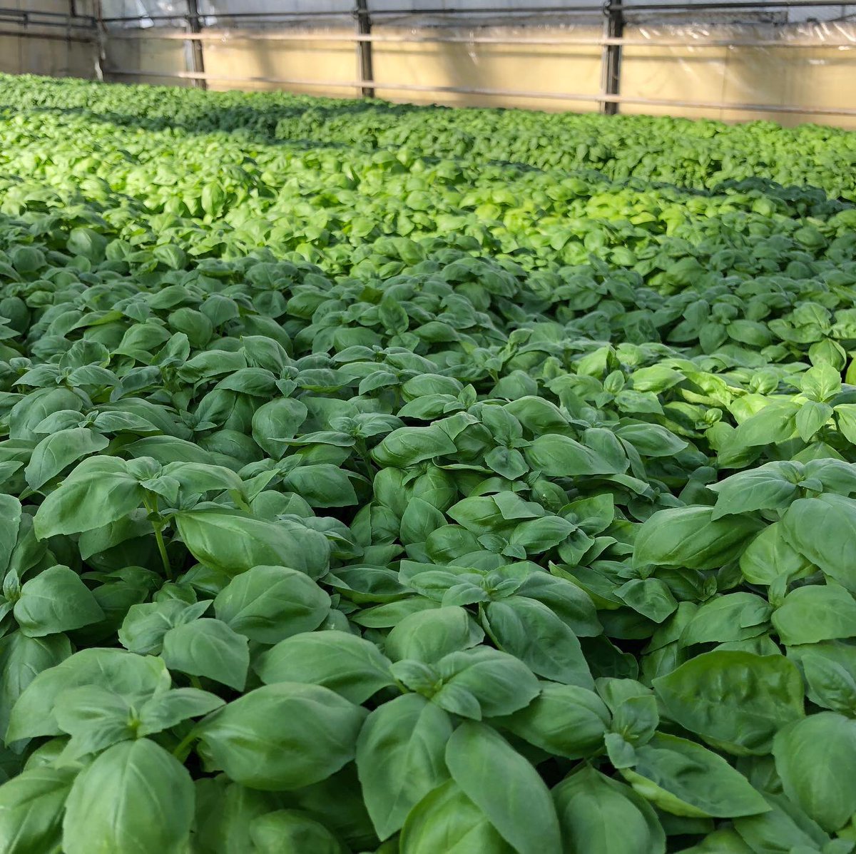 #bio #basilikum #gruengut #gesundessen #healthyfood #basil Eindruck aus der aktuellen Produktion #nachhaltigeprodukte #flowerfriday