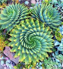  #FractalNature
