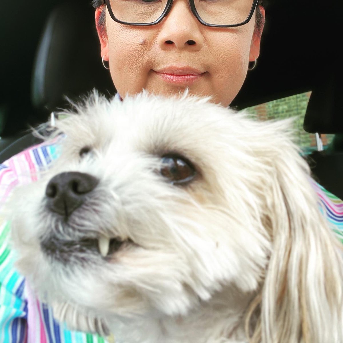 Puhthepuppy's tweet photo. Tricked by the Hooman... off to the errr vet #ZSHQ #vaccine #roadtrip #newsniffs #pawpatrol #dogsoftwitter #puppy #cute #showmeyourteeth #shorkie #iampuh 🐶🐾💕 https://t.co/APj5SrS2MS