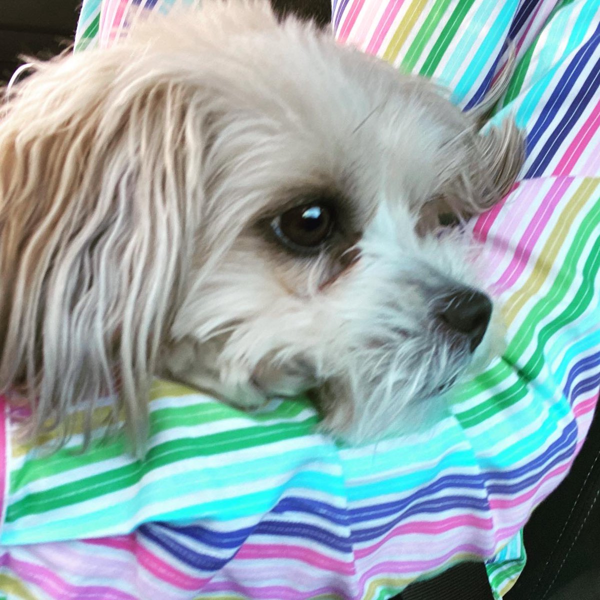 Puhthepuppy's tweet photo. Tricked by the Hooman... off to the errr vet #ZSHQ #vaccine #roadtrip #newsniffs #pawpatrol #dogsoftwitter #puppy #cute #showmeyourteeth #shorkie #iampuh 🐶🐾💕 https://t.co/APj5SrS2MS