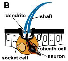 Dev_Bio_Journal's tweet photo. #DBteaser #DBfeatures #DevBio
Steven @NaturallySteve's first paper as a grad student was in DB! "Complex interplay of three transcription factors in controlling the tormogen differentiation program of Drosophila mechanoreceptors" (2015).
Read it! -> https://t.co/MV0c8u7r11 https://t.co/dHaYK9TBdz