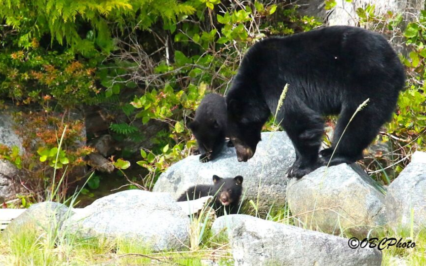 Octopus_Events's tweet photo. Get out on the water with Subtidal Adventures and get a close up view of our local wildlife.  Bear watching and whale watching tours are both available.  Click here to get more info and book your tour online: https://t.co/H8ZDNqsWsv
#octopusevents #subtidaladventures https://t.co/opeIYCtWaj