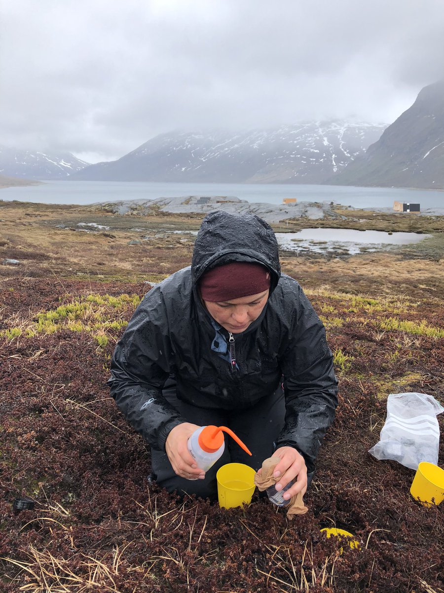 Kobbefjord Research Station (@nuuknero) on Twitter photo #BioBasis sampling #Arthropods in pouring rain. Will it ever be summer? #fieldwork <a href="/GEM_Arctic/">Greenland Ecosystem Monitoring</a> #BioBasis sampling #Arthropods in pouring rain. Will it ever be summer? #fieldwork <a href="/GEM_Arctic/">Greenland Ecosystem Monitoring</a>