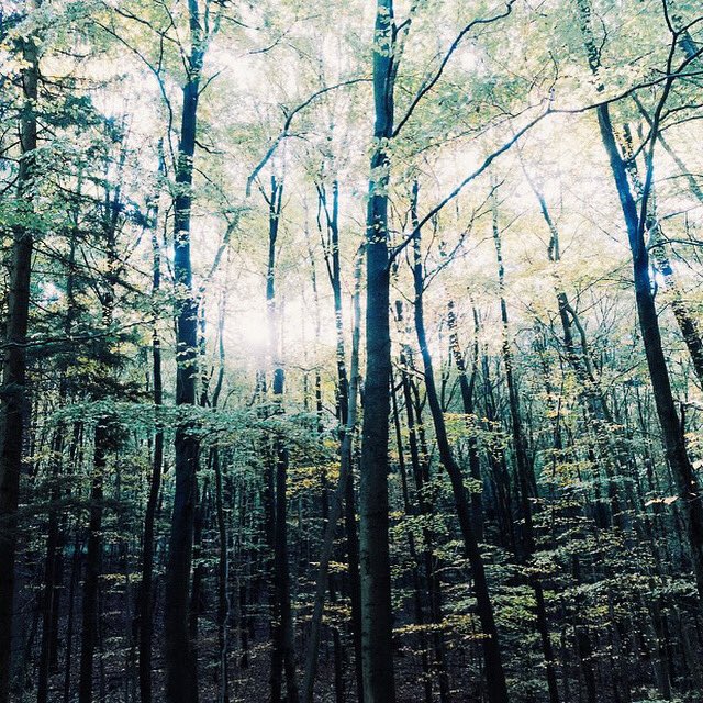 LifescapeProj's tweet photo. The Harz Mountains National Park is a nature reserve in central Germany that is home to wildlife such as dipper, black stork, peregrine falcon, European wildcat, and Eurasian lynx. To read more about this
incredible place check out https://t.co/4wq3JC7Yrw #lifescapeproject https://t.co/uhPSGfQmcn