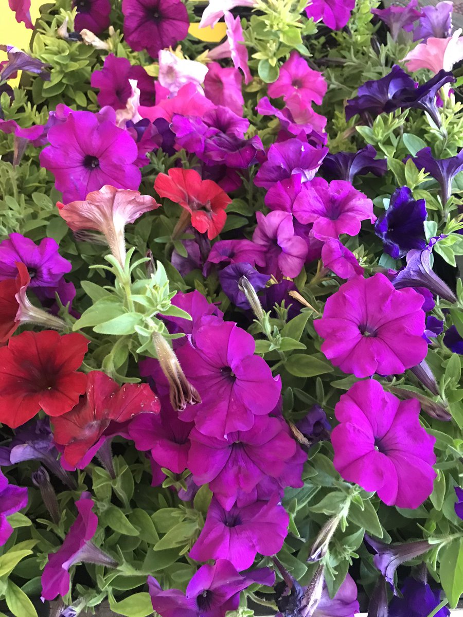 ConcessionBIA's tweet photo. FREE flowers!🌼First come, first serve at @juicekitchenham 560 Concession 🌸Collab between @hamiltonbellydance @angela.josephine @greenmountainnursery and @concessionbia a little give back to our community!  Please take a few and leave some for others #community #whiletheylast https://t.co/ZluK5Y1JEa