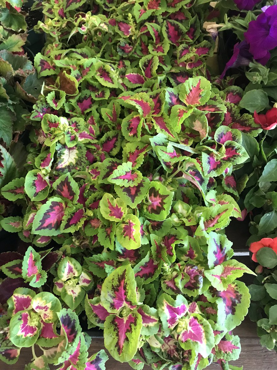 ConcessionBIA's tweet photo. FREE flowers!🌼First come, first serve at @juicekitchenham 560 Concession 🌸Collab between @hamiltonbellydance @angela.josephine @greenmountainnursery and @concessionbia a little give back to our community!  Please take a few and leave some for others #community #whiletheylast https://t.co/ZluK5Y1JEa