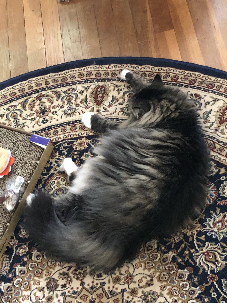 LittleMaineCoon's tweet image. I’m exhausted from helping Mommy at work. How many naps can I take and still get paid? #WorkingKitty @Cleo_sMommy @GeneralCattis @JusticeToAll @CoonGriff @yongmaylingjen1